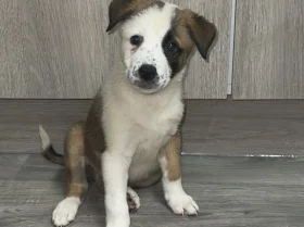 Mixed Breed