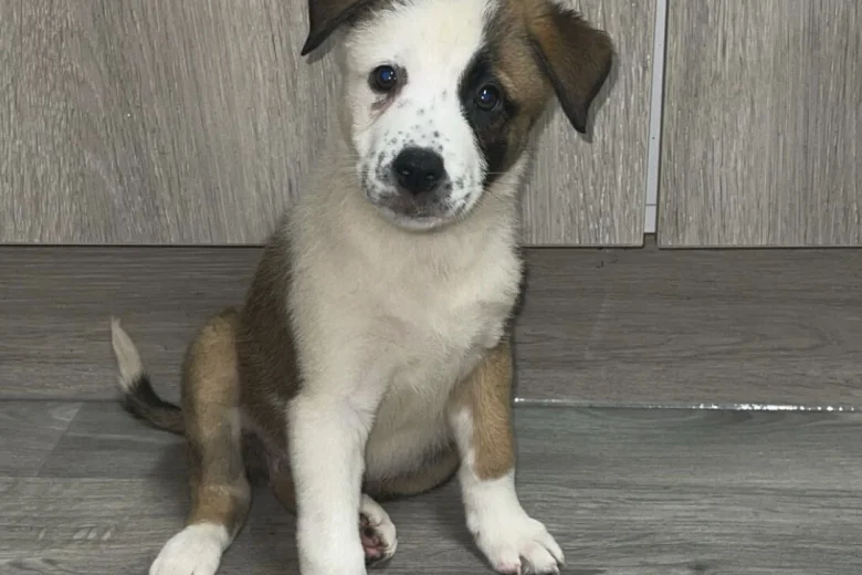 Mixed Breed