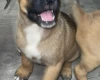 Mixed Breed