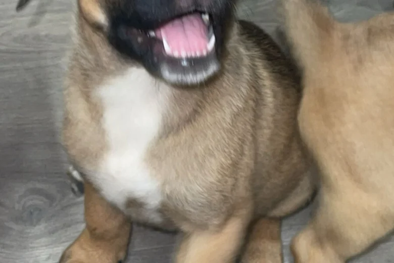 Mixed Breed