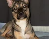 Mixed Breed