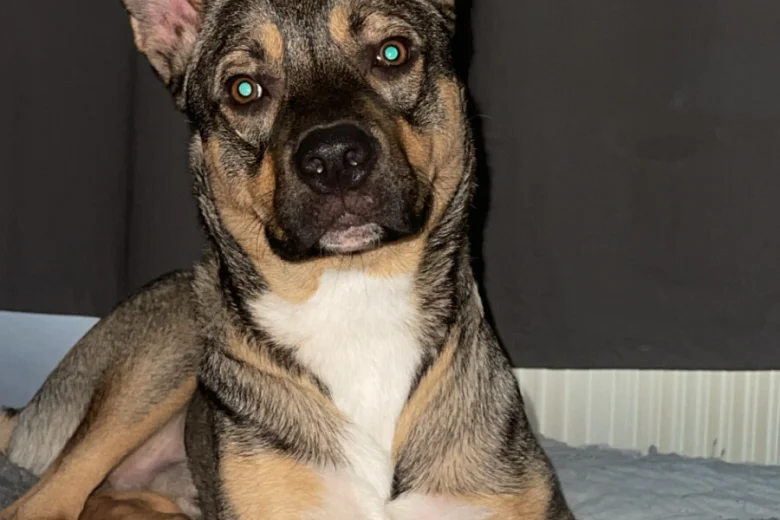 Mixed Breed