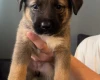 Mixed Breed