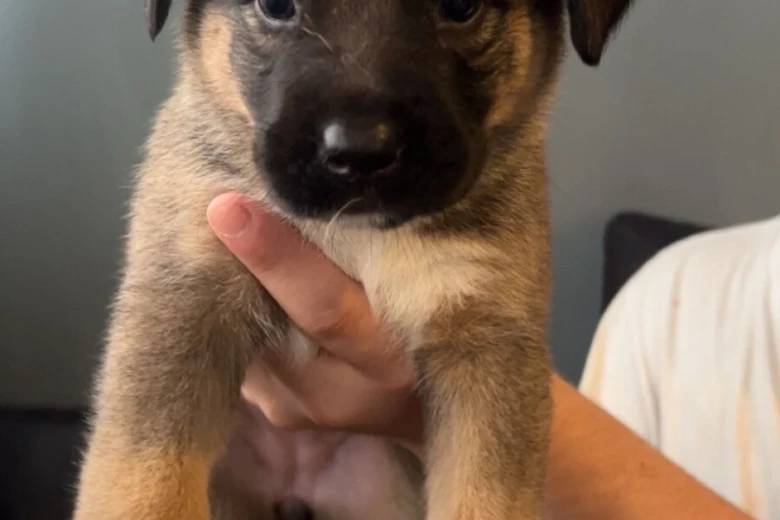 Mixed Breed