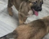 Mixed Breed