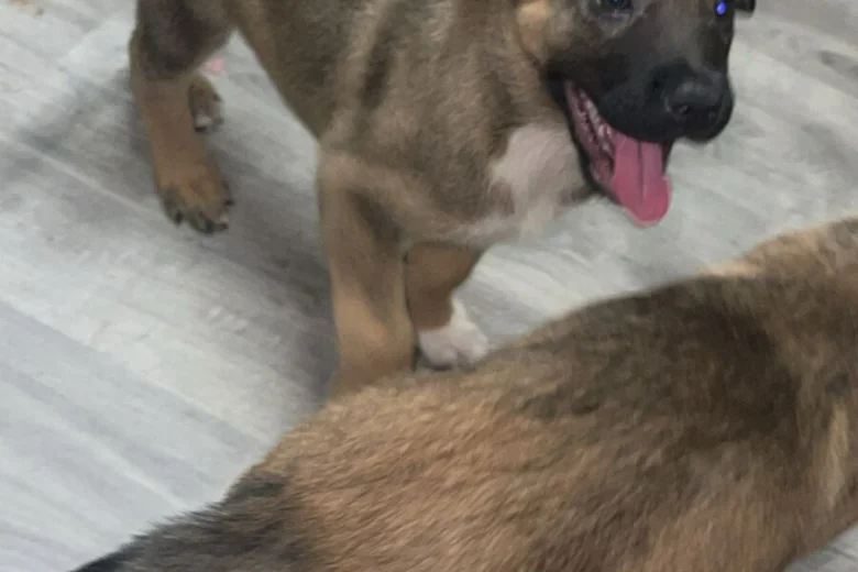 Mixed Breed