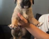 Mixed Breed