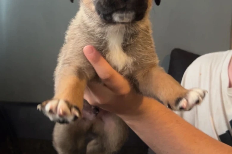 Mixed Breed