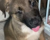 Mixed Breed