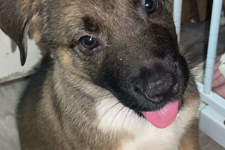 Mixed Breed