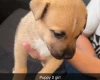 Mixed Breed