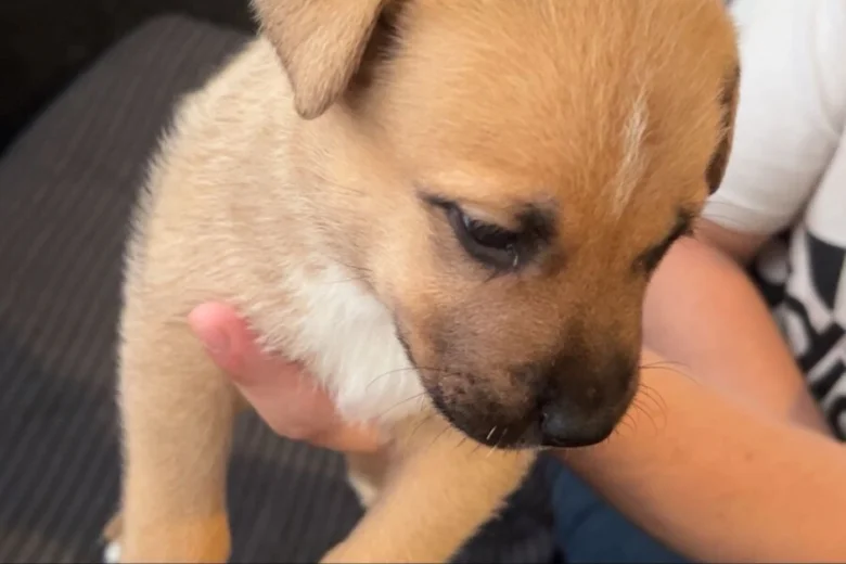 Mixed Breed