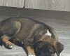 Mixed Breed