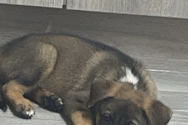 Mixed Breed