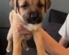 Mixed Breed