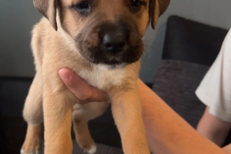Mixed Breed