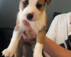 Mixed Breed