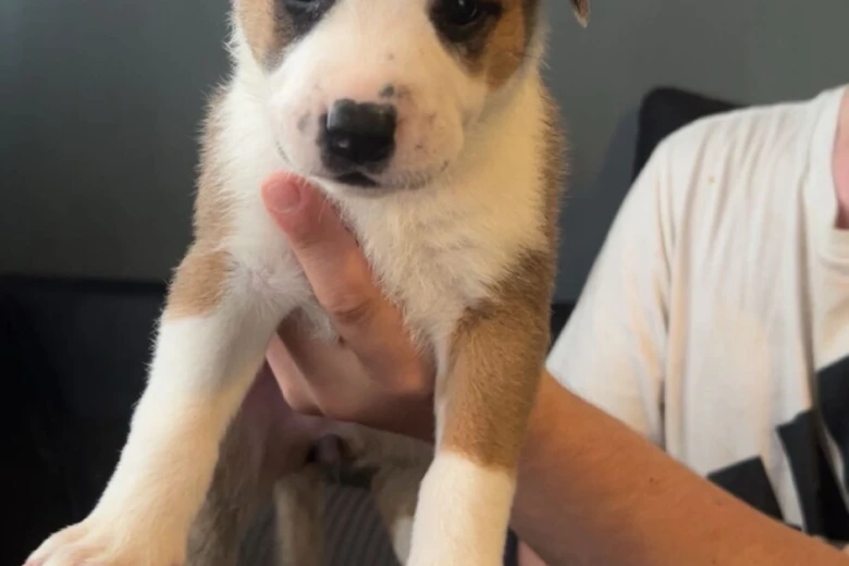 Mixed Breed