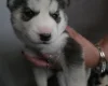 Siberian Husky