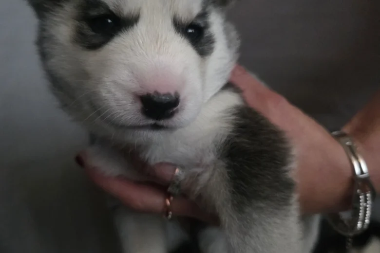 Siberian Husky