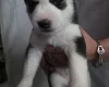 Siberian Husky