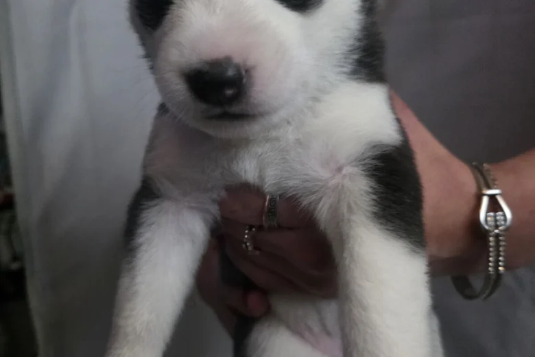 Siberian Husky