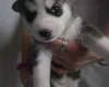 Siberian Husky