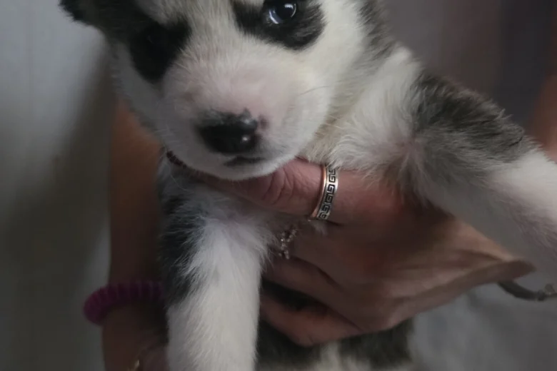 Siberian Husky
