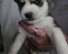 Siberian Husky