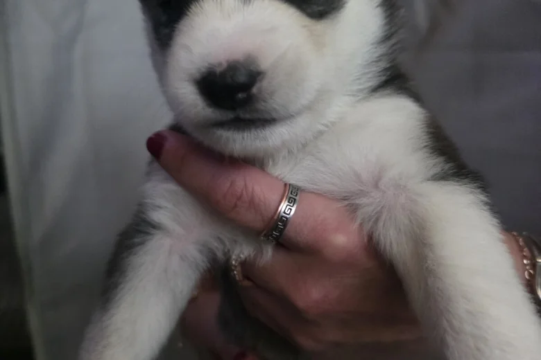 Siberian Husky