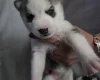 Siberian Husky