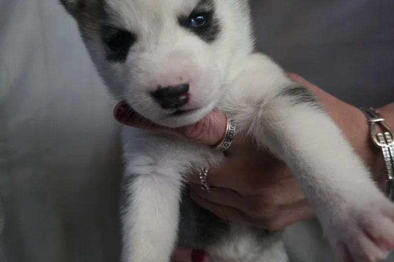 Siberian Husky