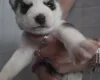 Siberian Husky