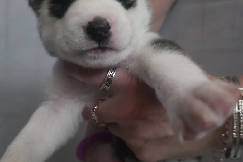Siberian Husky