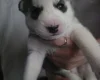Siberian Husky