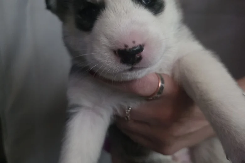 Siberian Husky