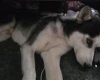 Siberian Husky