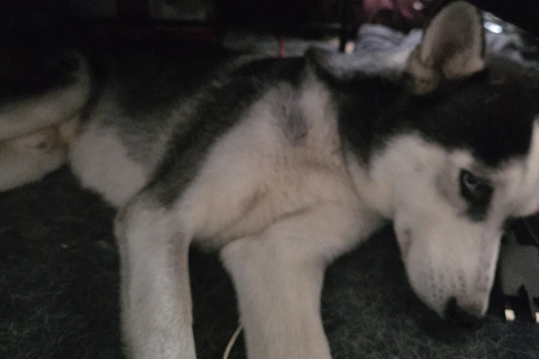 Siberian Husky