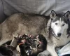 Siberian Husky