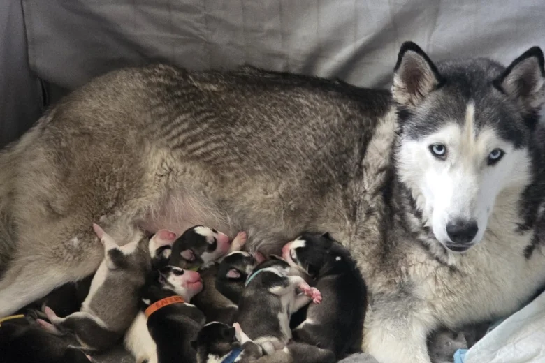 Siberian Husky