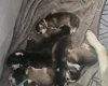 Siberian Husky