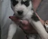 Siberian Husky