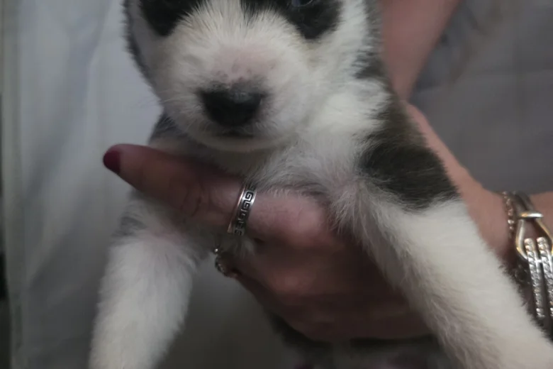 Siberian Husky