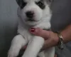 Siberian Husky