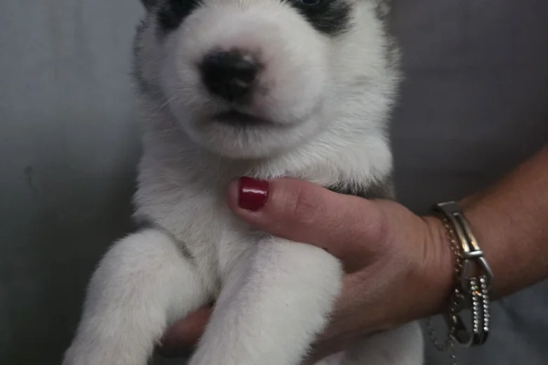 Siberian Husky