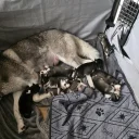 Siberian Husky