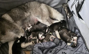 Siberian Husky