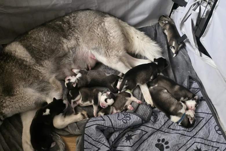 Siberian Husky