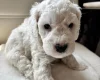 Cockapoo