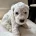 Cockapoo